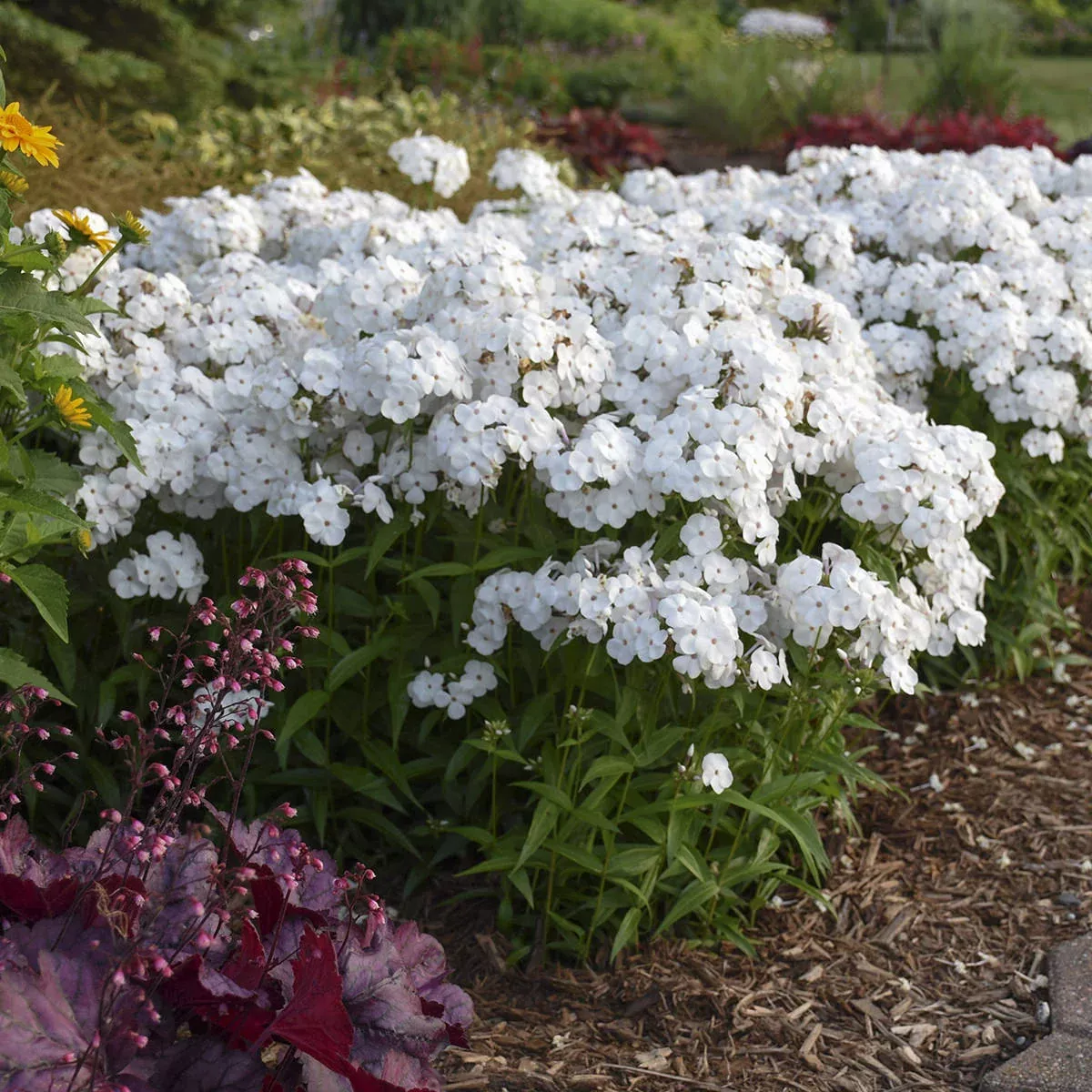 'Opening Act White' Hybrid Phlox