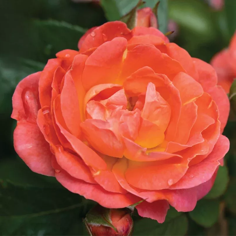 Orange Glow™ Knock Out Rose