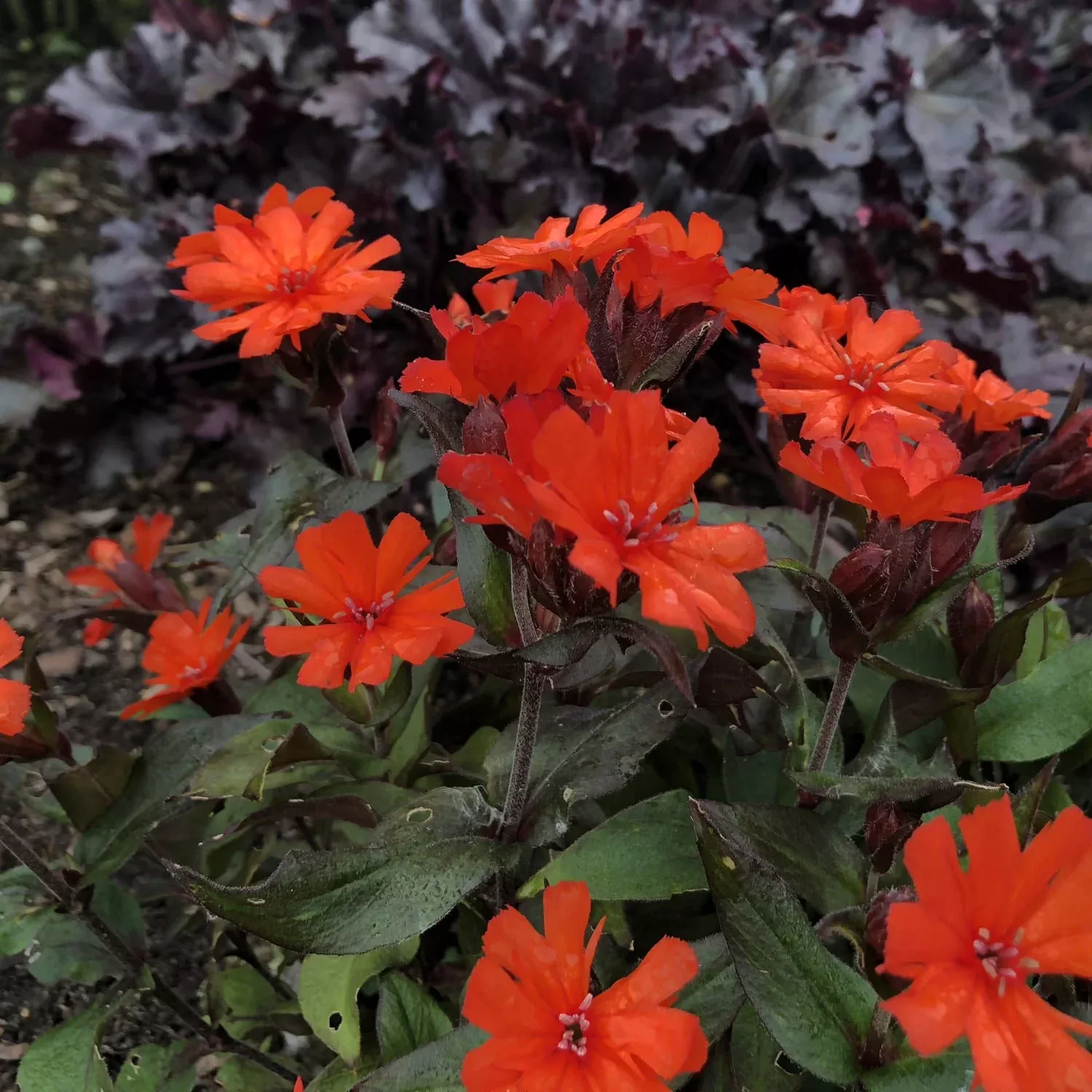 'Orange Gnome' Catchfly (Lychnis)