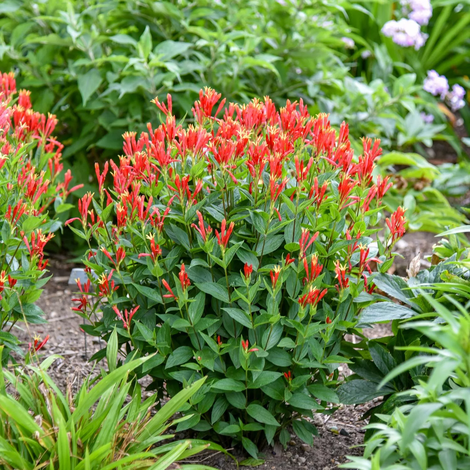 'Orange Slices' Spigelia
