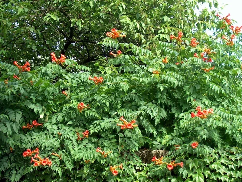 Orange Trumpet Vine Seeds – Campsis radicans – 100+ Seeds – Outdoor Perennial