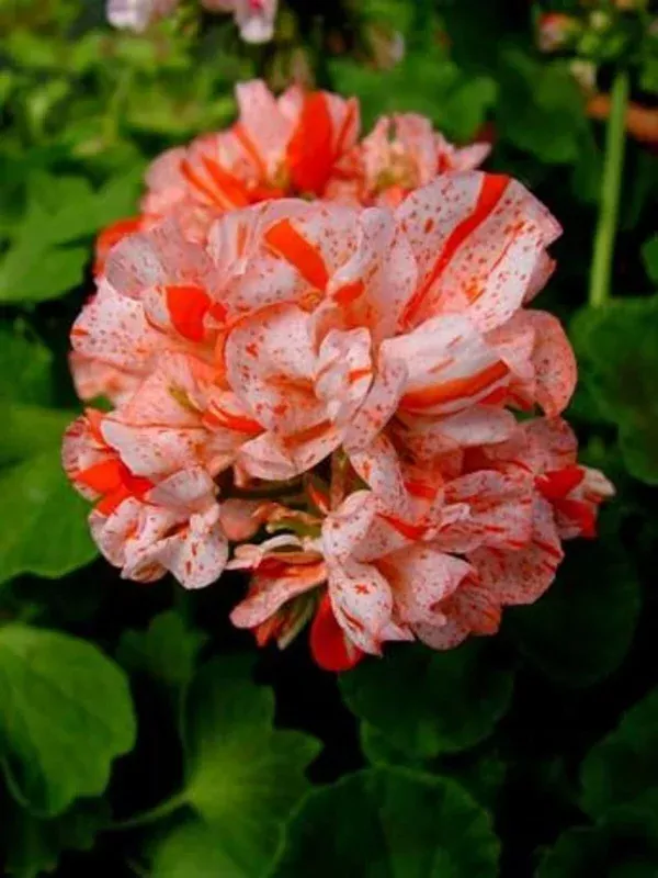 Orange White Geranium Seeds – Perennial Flower Seeds for Garden, 10 Count