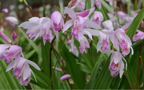 Orchid Fervor