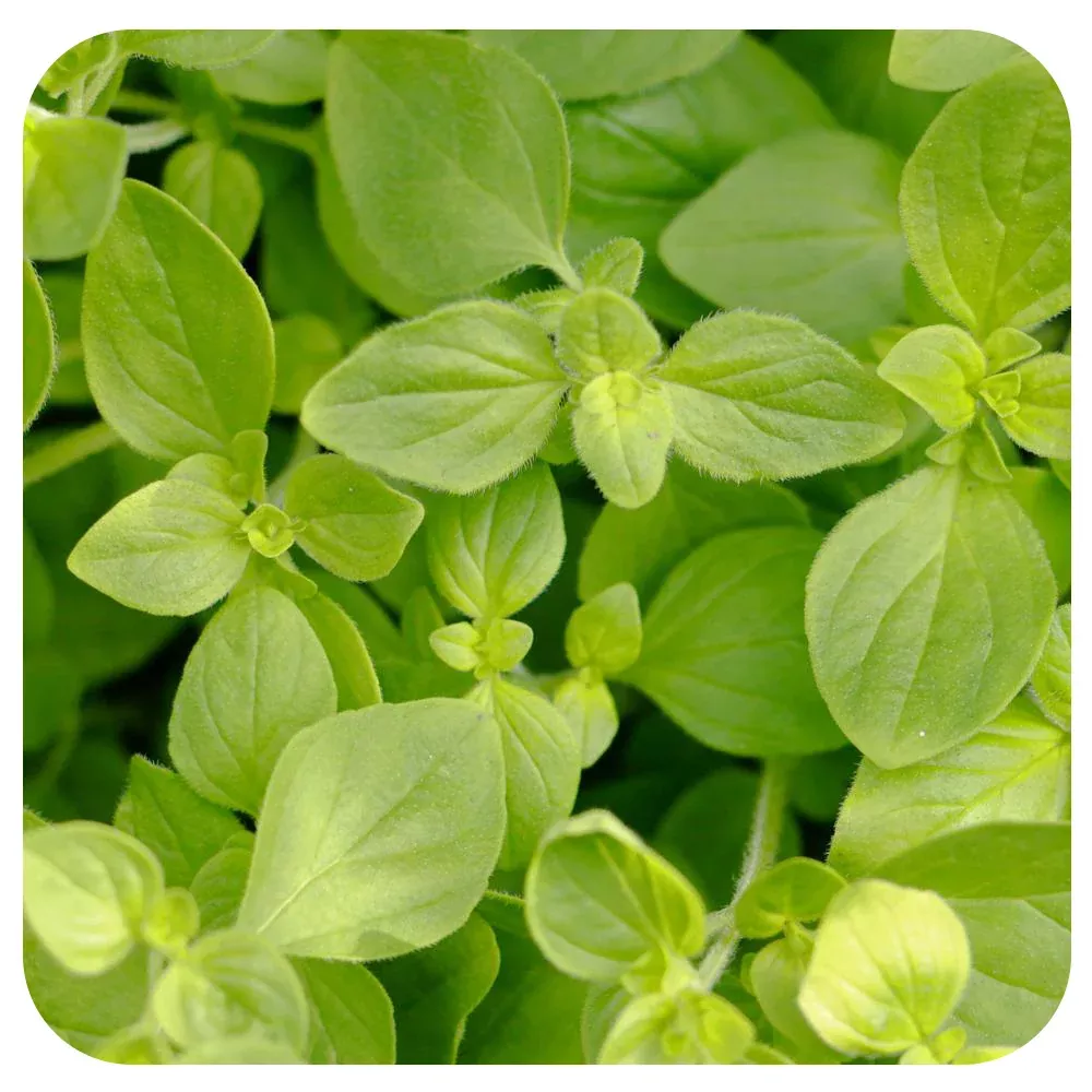 Oregano (Italian)