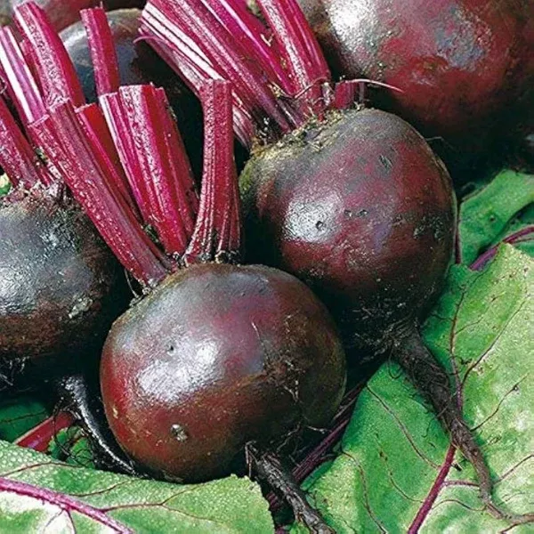Organic Beet Plant, Moneta - 4 pack