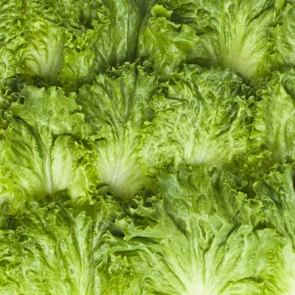 Organic Lettuce Plant, Green Leaf - 4 pack