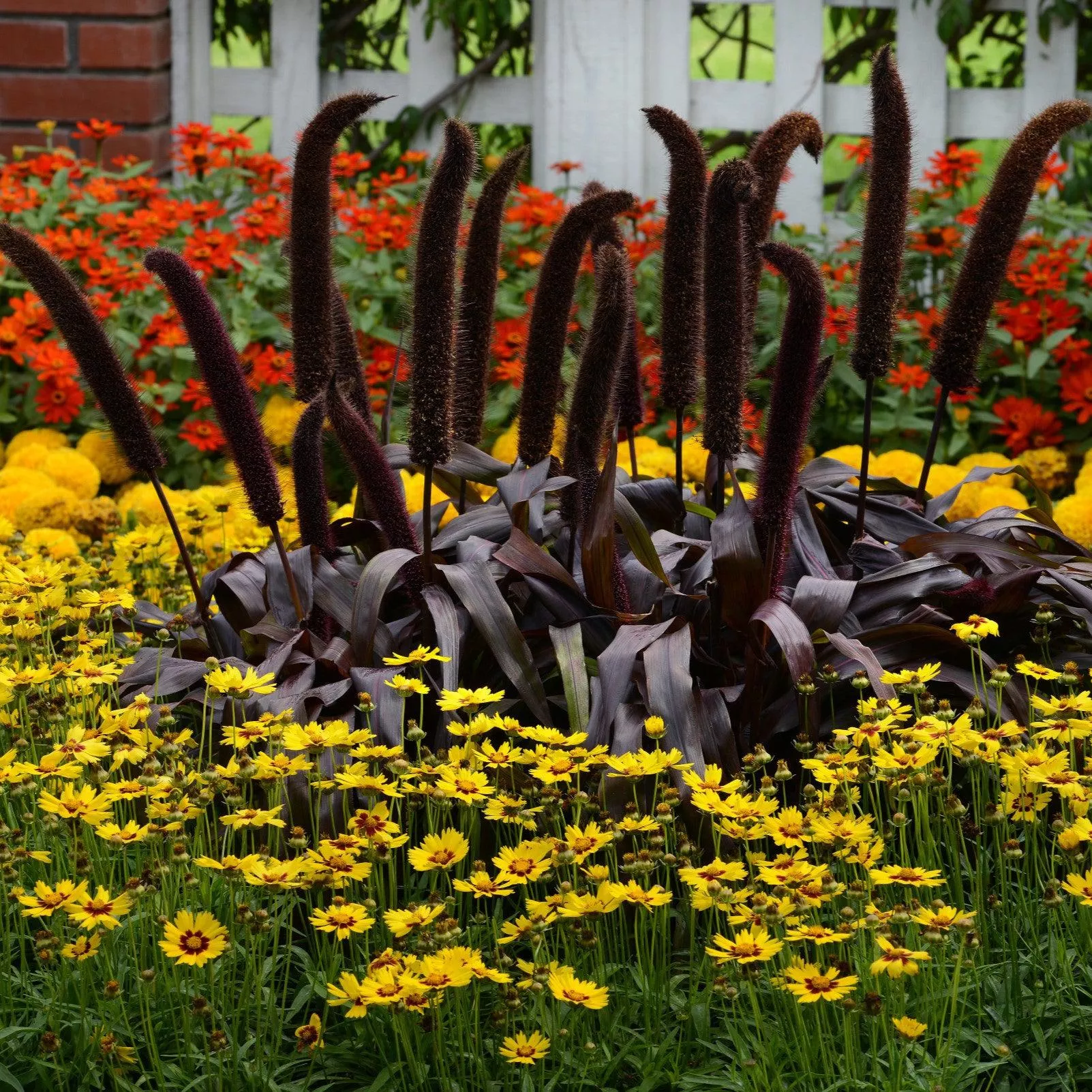 ~ Ornamental Grass, Copper Prince