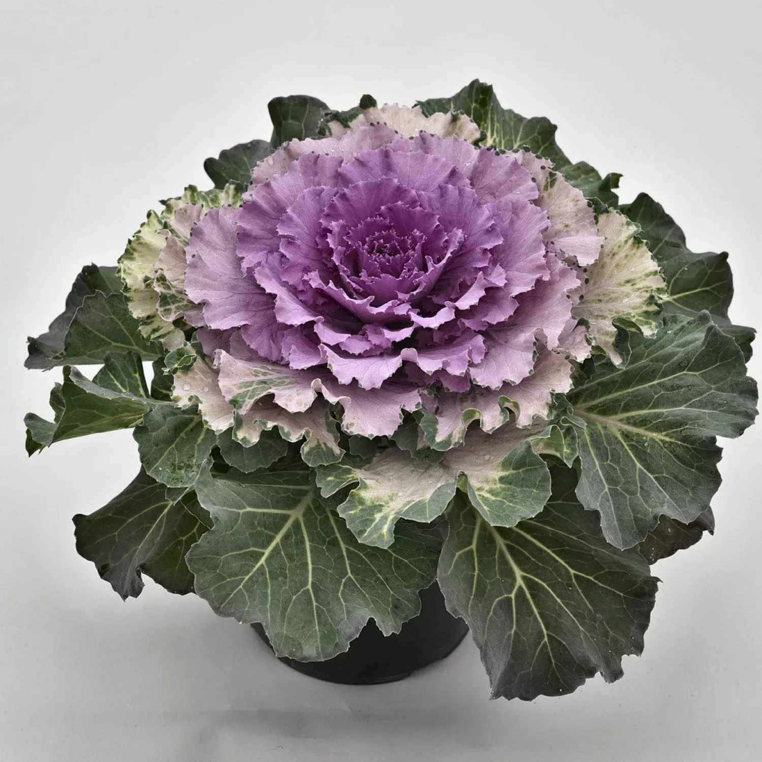 'Osaka Pink' Flowering Kale (Brassica)