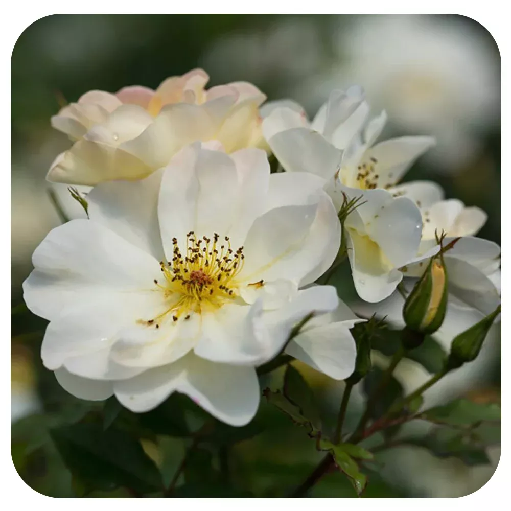 Oscar Peterson Rose (Rosa Easy Elegance)