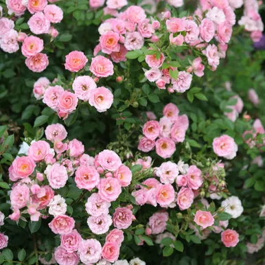 Oso Easy Petit Pink Rose