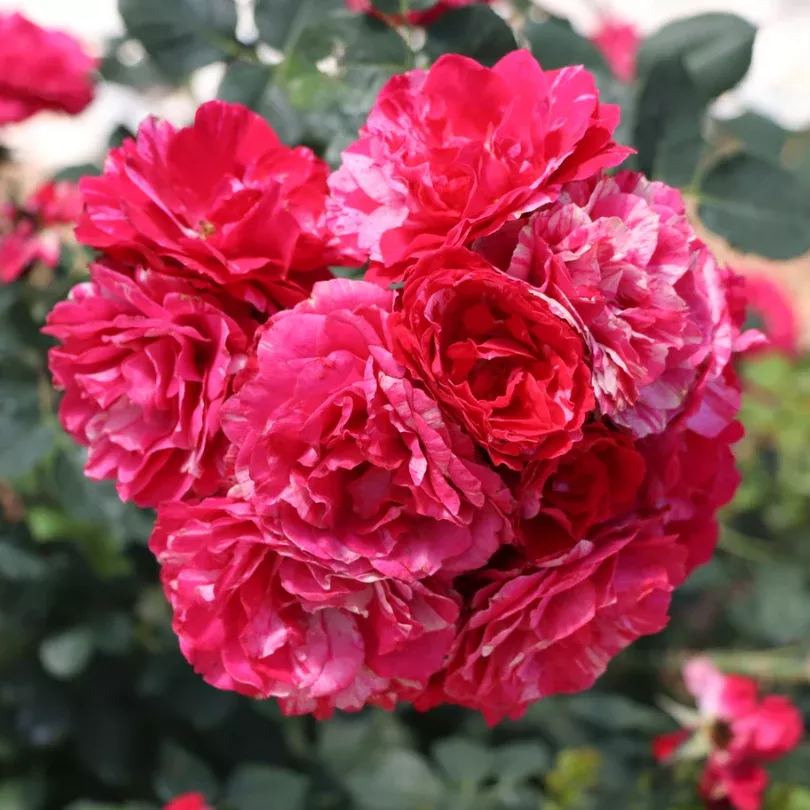 Oso Easy Red Stripe™ Rose