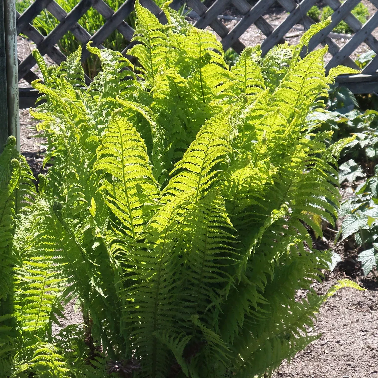 Ostrich Fern (Matteuccia)