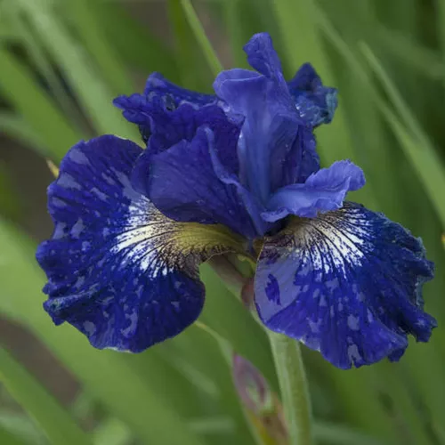 'Over in Gloryland' Siberian (Iris)
