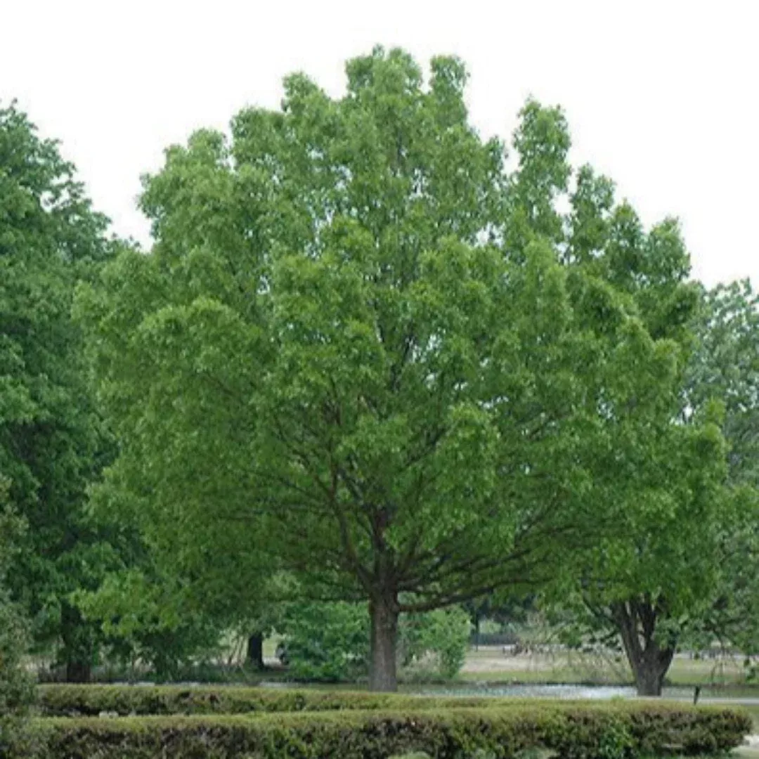Overcup Oak Tree – Flood-Tolerant Native Sh | Pixies Gardens