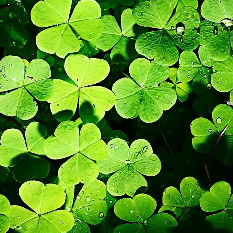 Oxalis Regnelli Shamrock Live Plant – Good Luck Houseplant in 4 Inch Pot