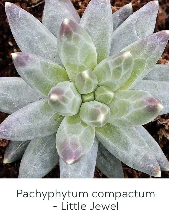 Pachyphytum Compactum Little Jewel Succulent Live Plant 2 inch Pot Blue Green Purple