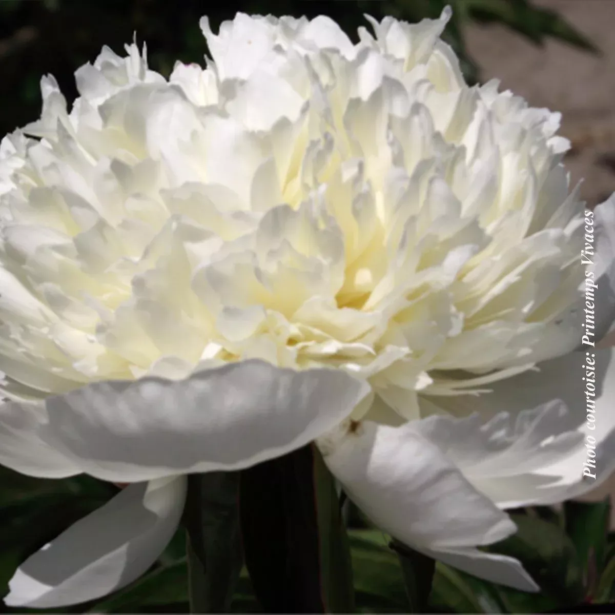 Paeonia lactiflora 'Lancaster Imperial'