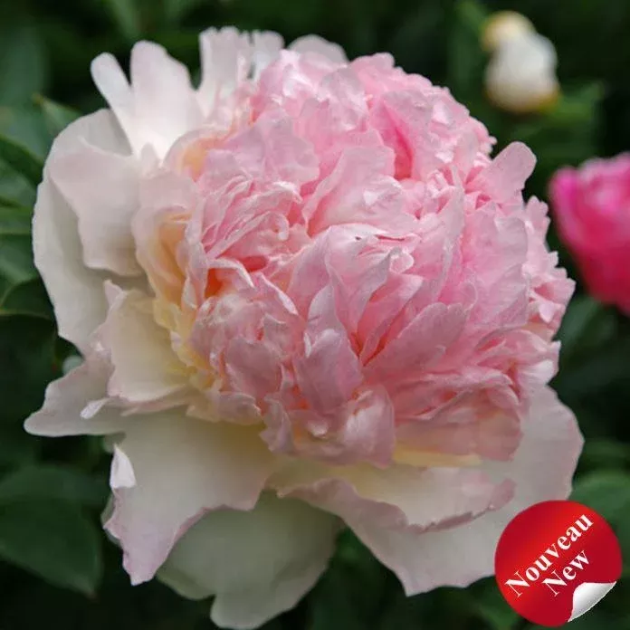 Paeonia lactiflora 'Raspberry Sundae'
