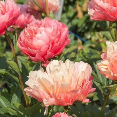 Paeonia 'Lorelei'