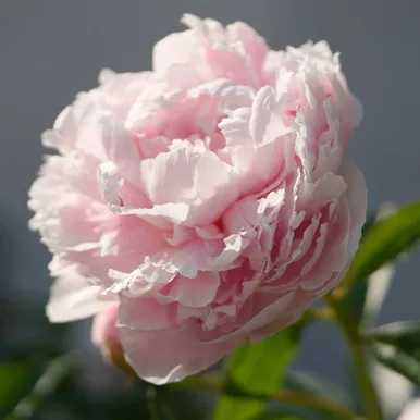 Paeonia 'Moonriver'