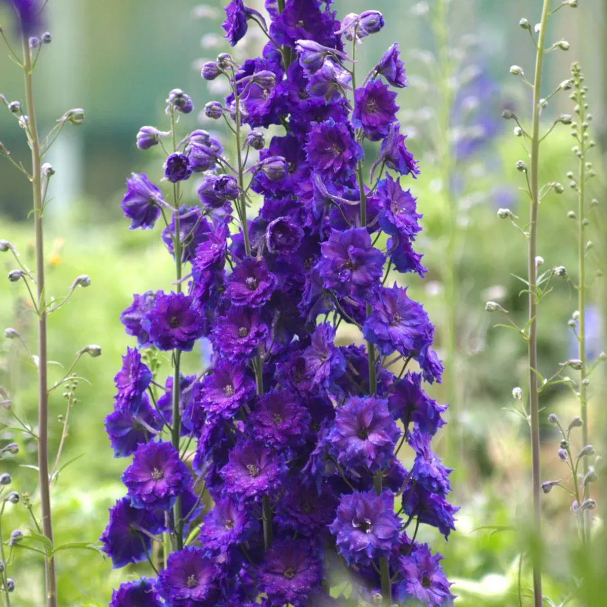 'Pagan Purples' Hybrid Bee Delphinium