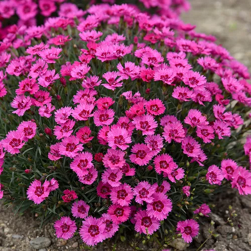 'Paint the Town Fancy' Pinks (Dianthus)