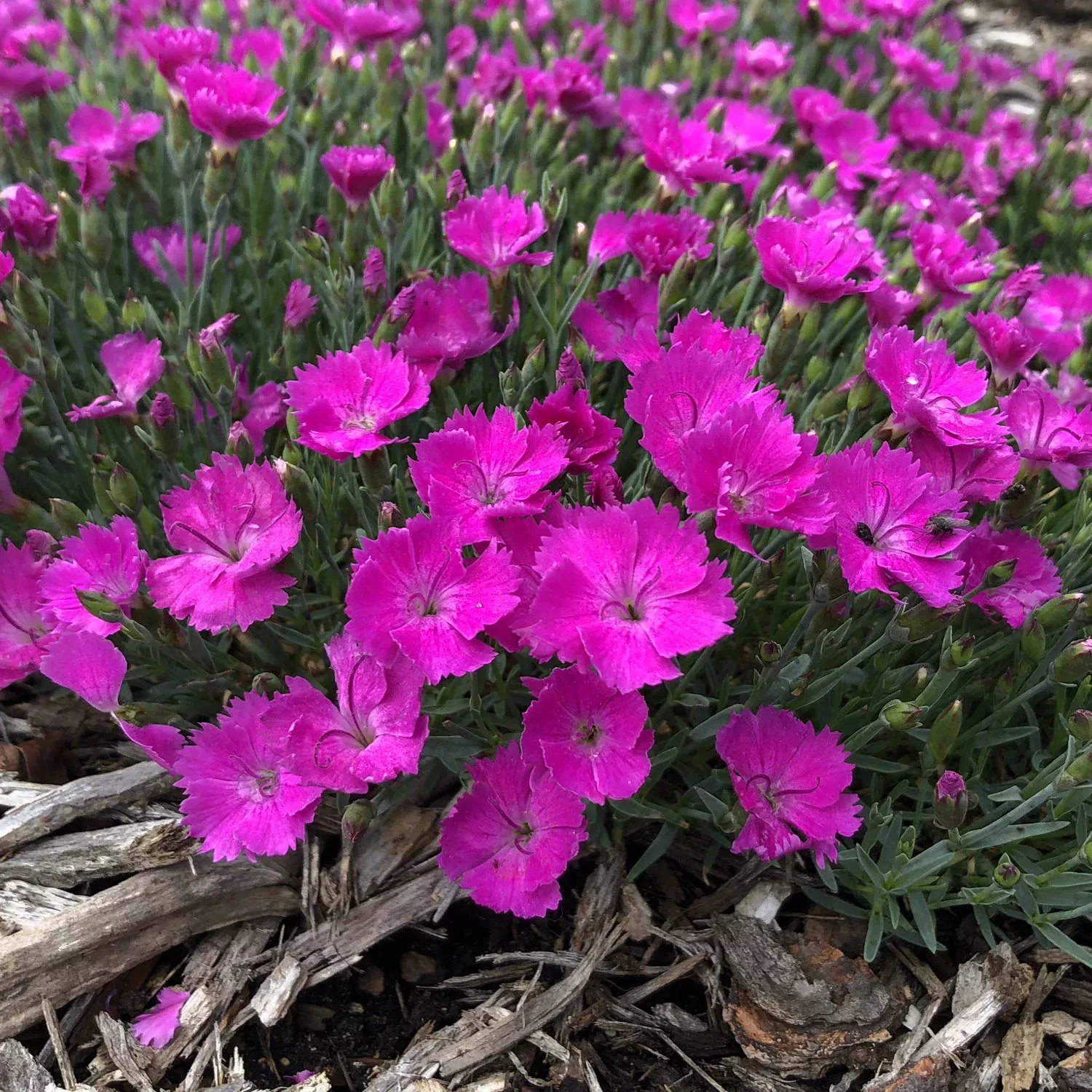 Paint the Town Fuchsia Pinks Dianthus