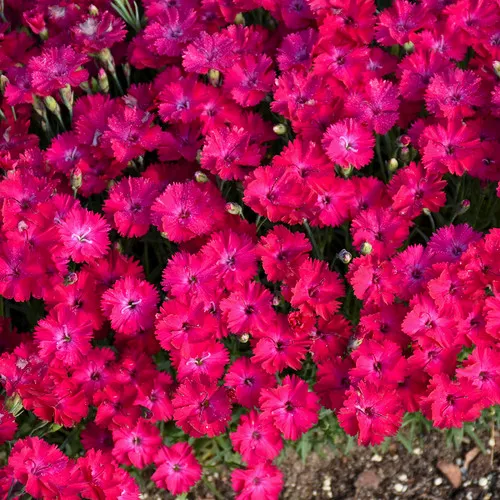 'Paint the Town Red' Pinks (Dianthus)
