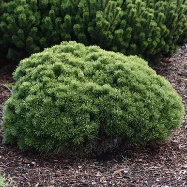 Palouse Dwarf Mugo Pine