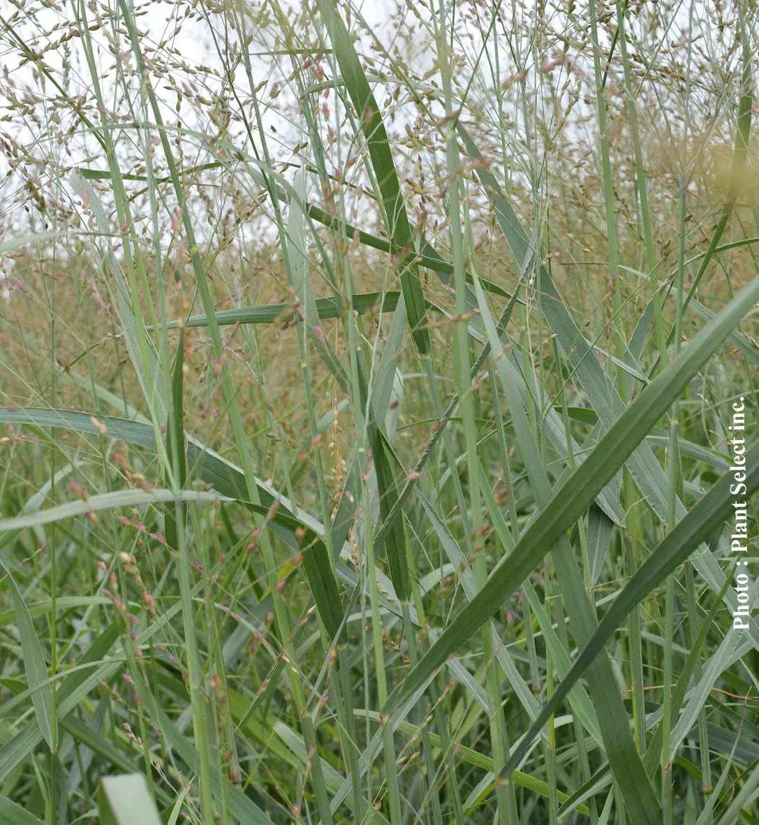 Panicum 'Heavy Metal'