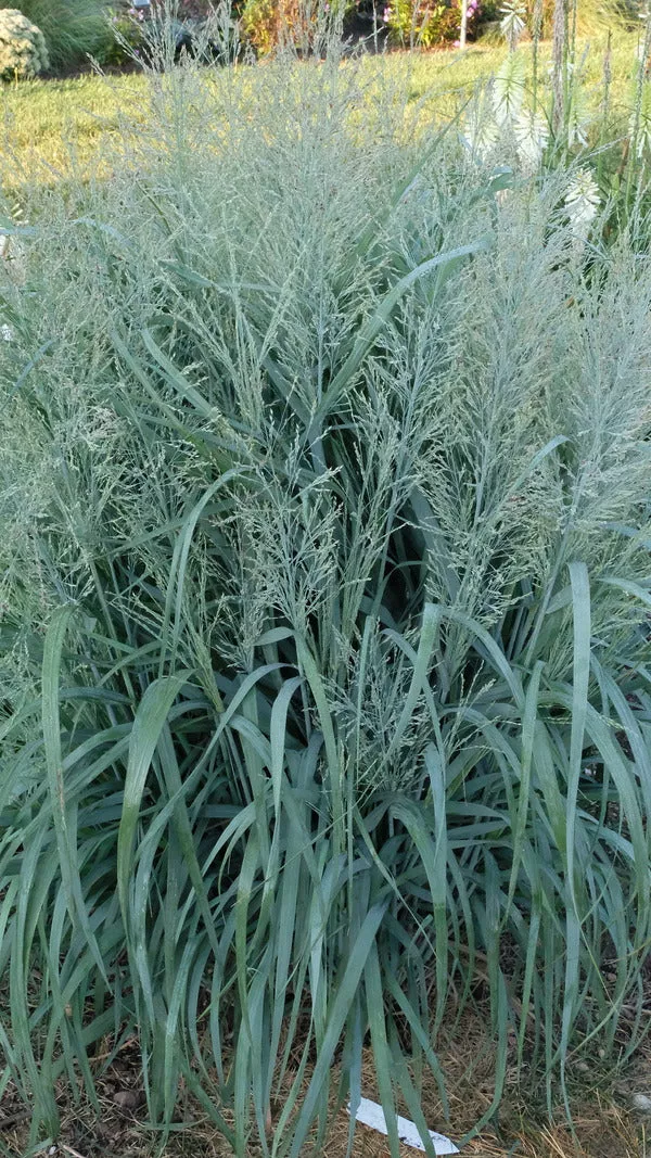 Panicum virgatum 'Niagara Falls' PP 34,509