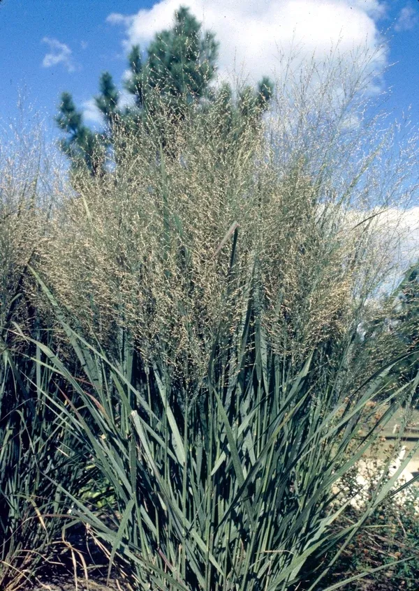 Panicum Virgatum `Northwind`