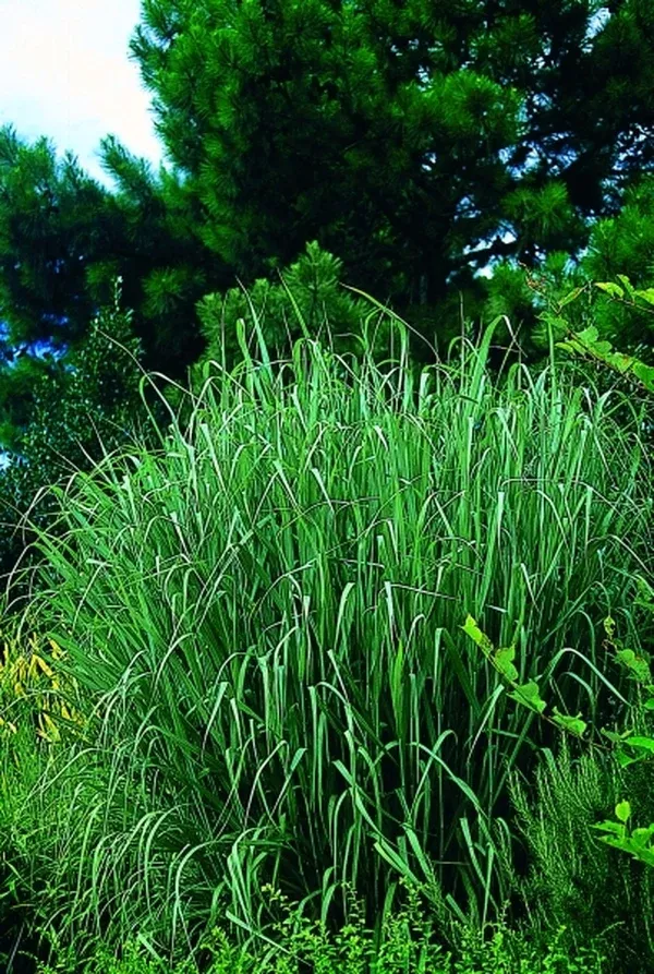 Panicum virgatum 'Prairie Sky'