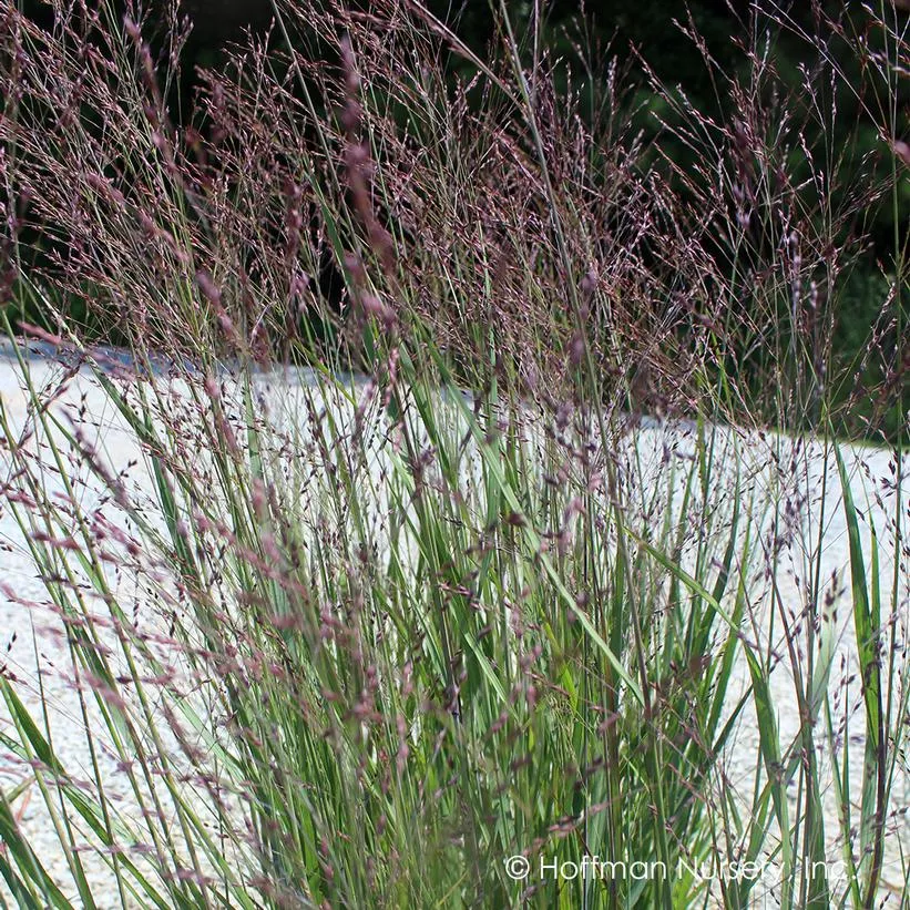 PANICUM VIRGATUM `PURPLE TEARS`