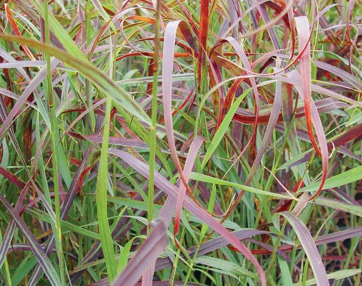 Panicum Virgatum `Ruby Ribbons`