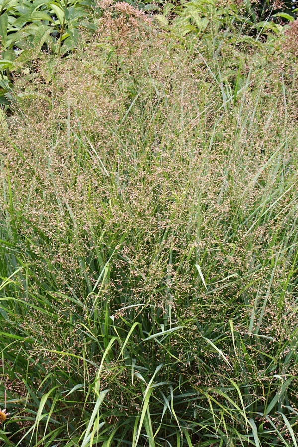 Panicum virgatum 'Squaw'