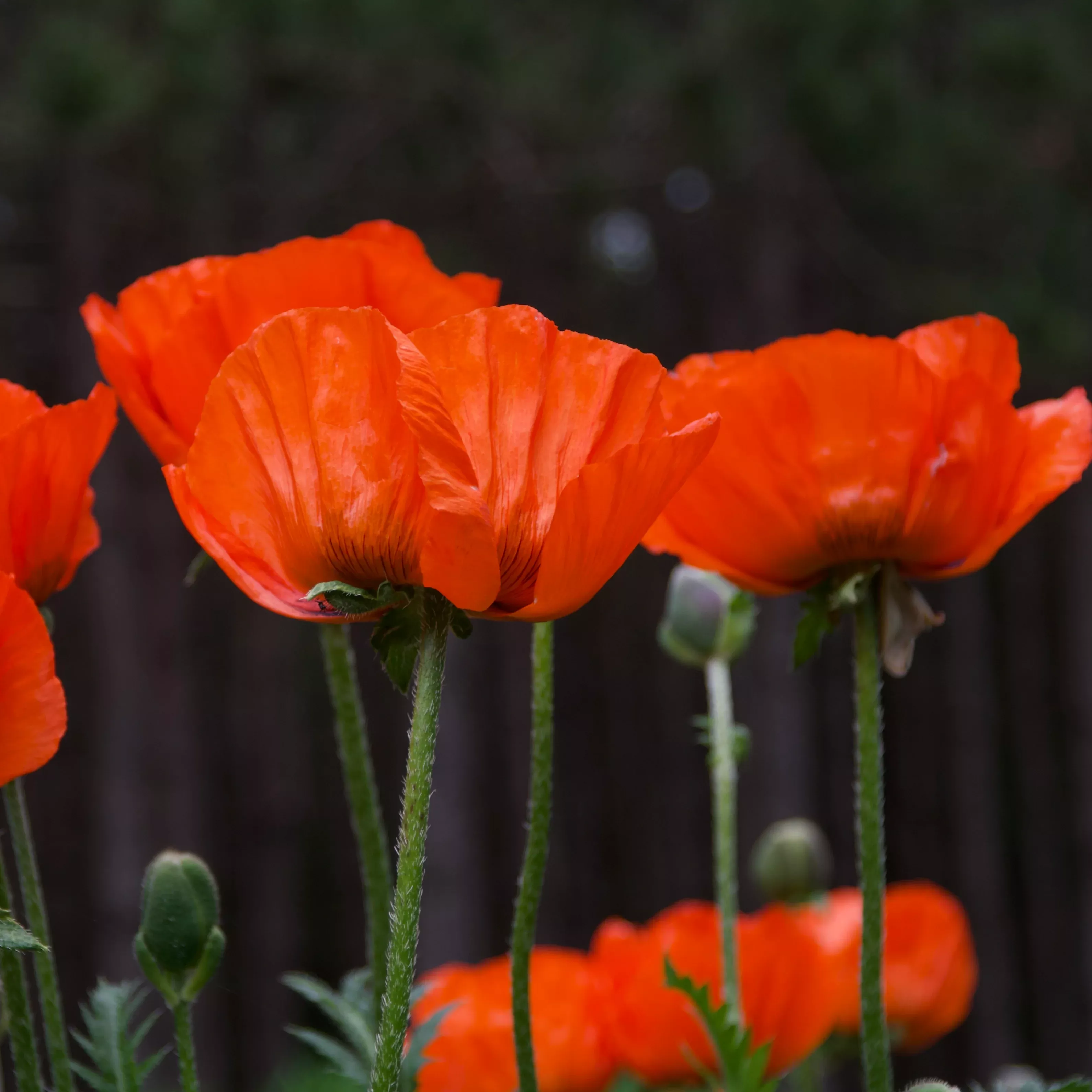 Papaver orientale 'Brilliant' (Poppy)