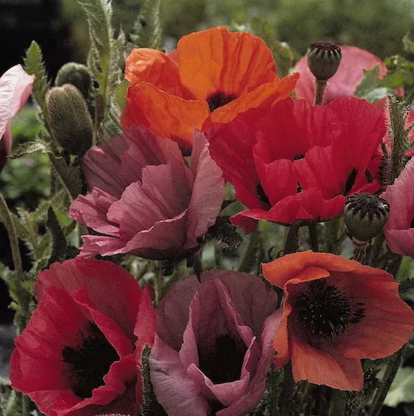 Papaver orientale 'Fruit Punch' (Poppy)