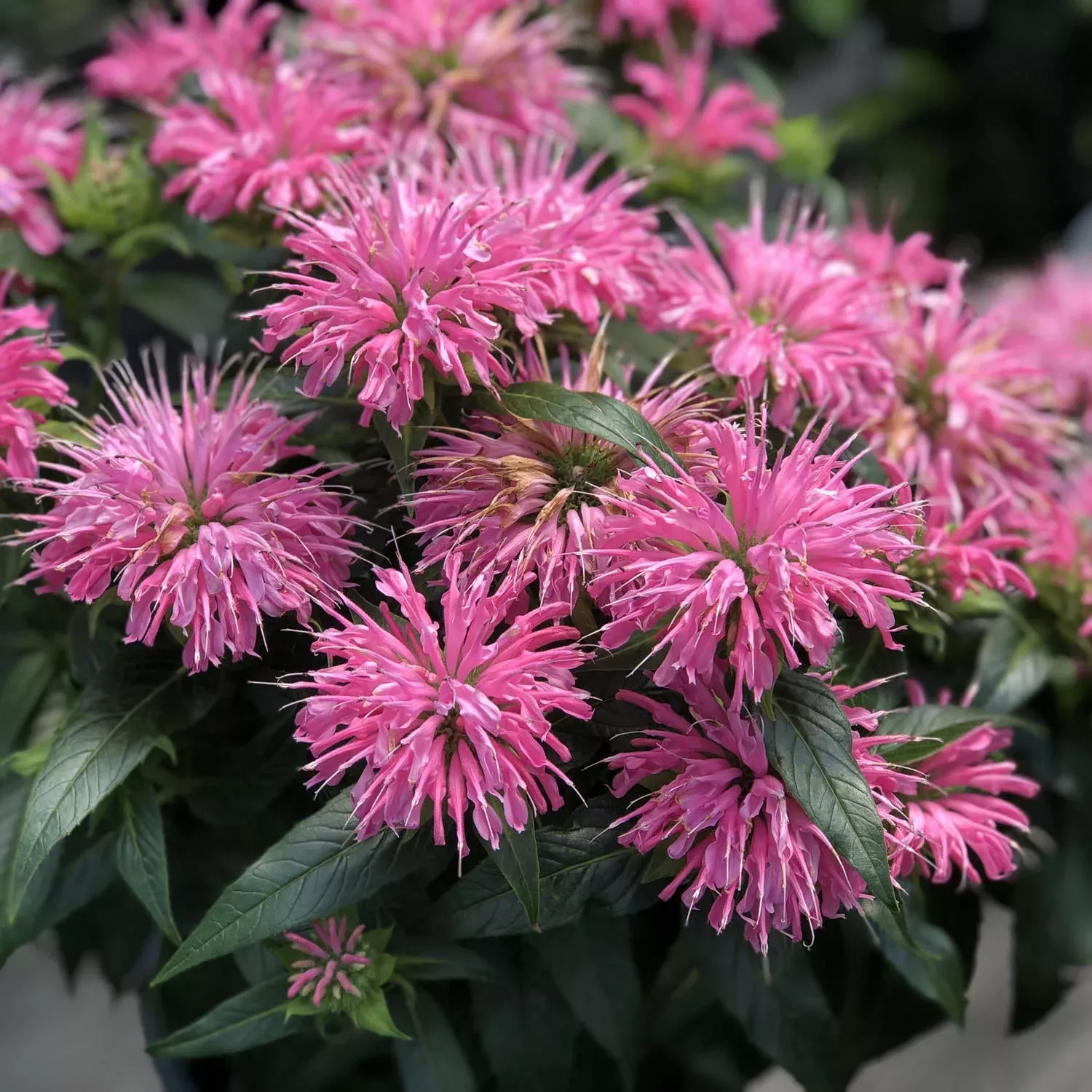'Pardon My Pink' Monarda