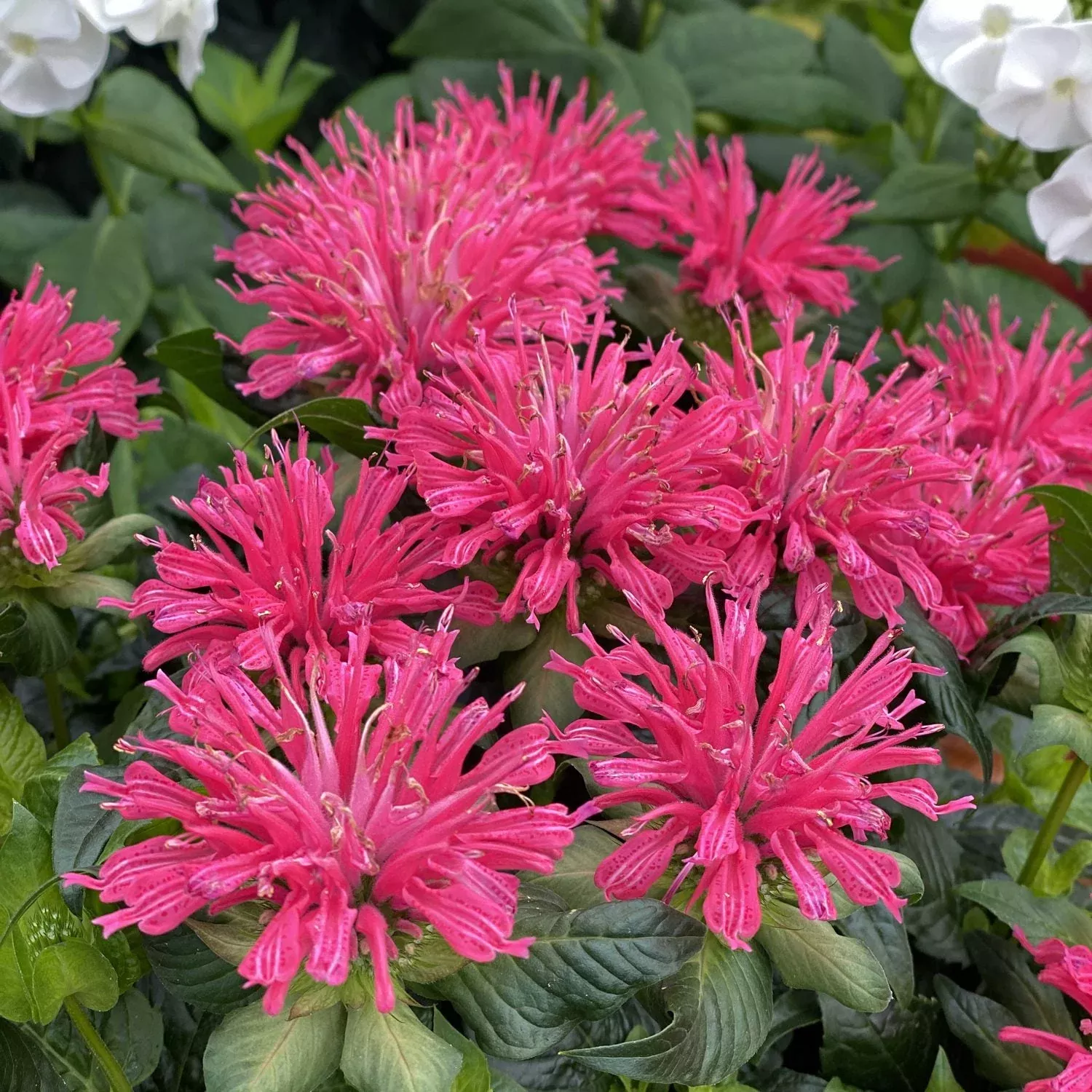 'Pardon My Rose' Bee Balm (Monarda)
