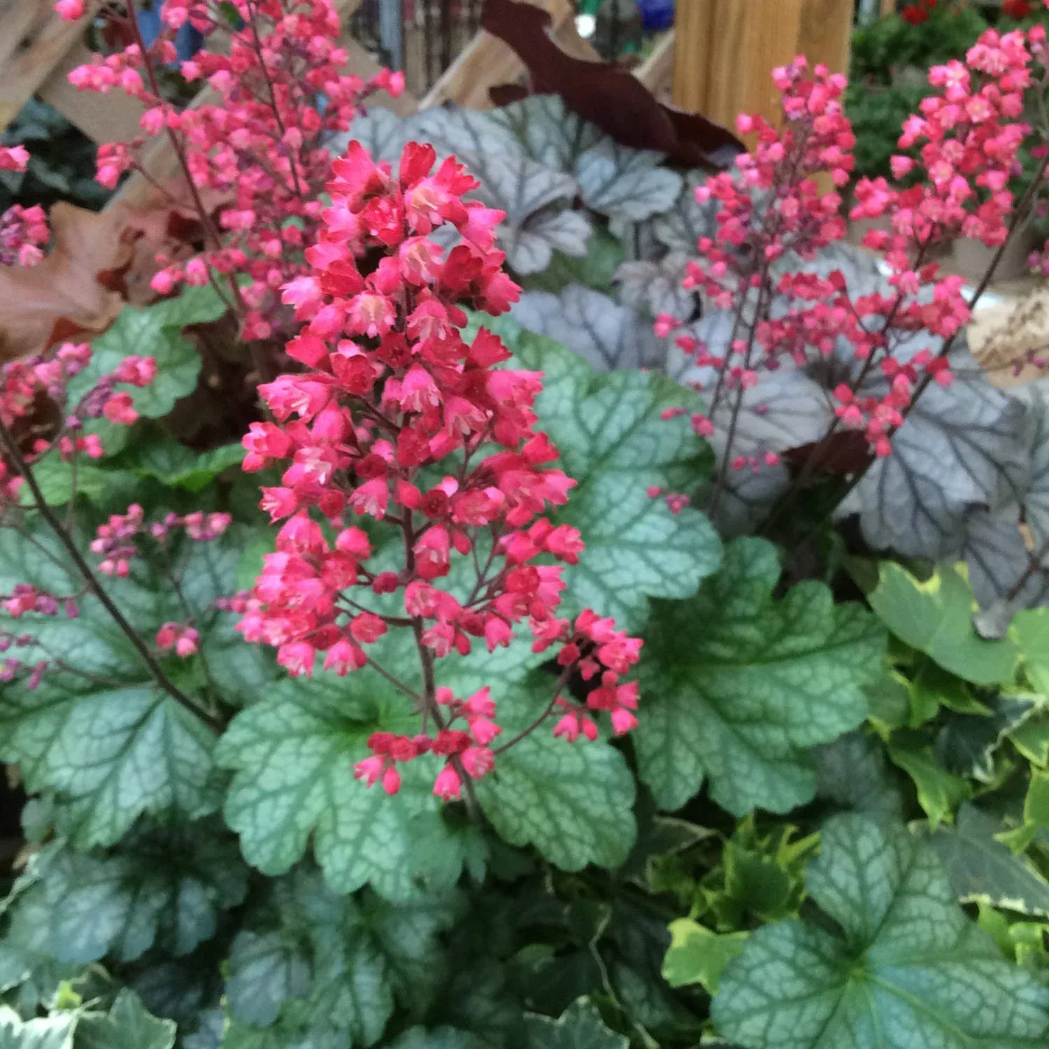 'Paris' Coral Bells (Heuchera)