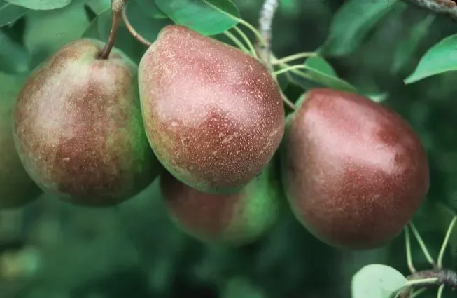 Parker Pear