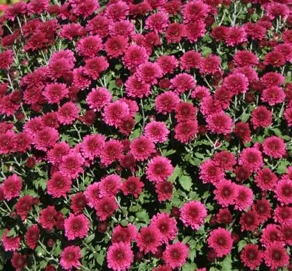 Patty Purple Mum