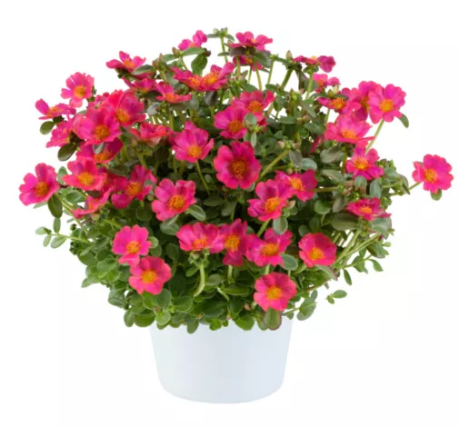 Pazzaz Nano Fuchsia Imp. Portulaca