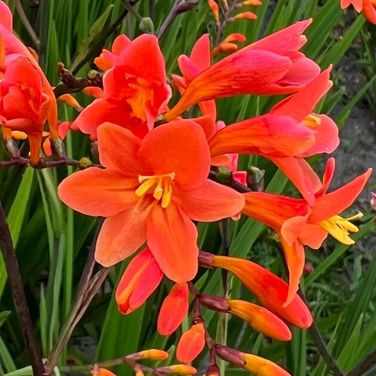 'Peach Melba' Montbretia (Crocosmia)