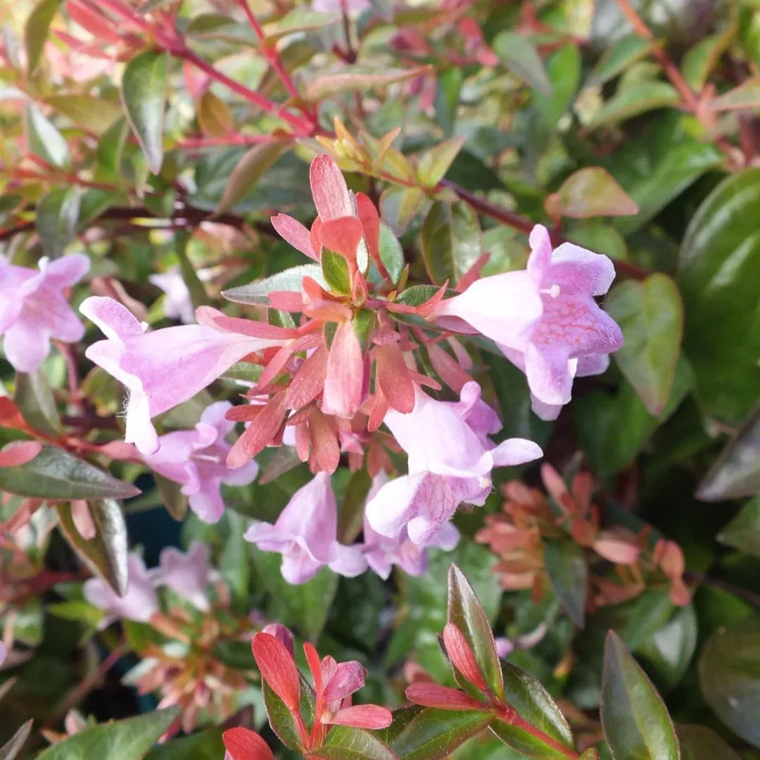 Peach Perfection Abelia – Peachy-Pink New G | Pixies Gardens