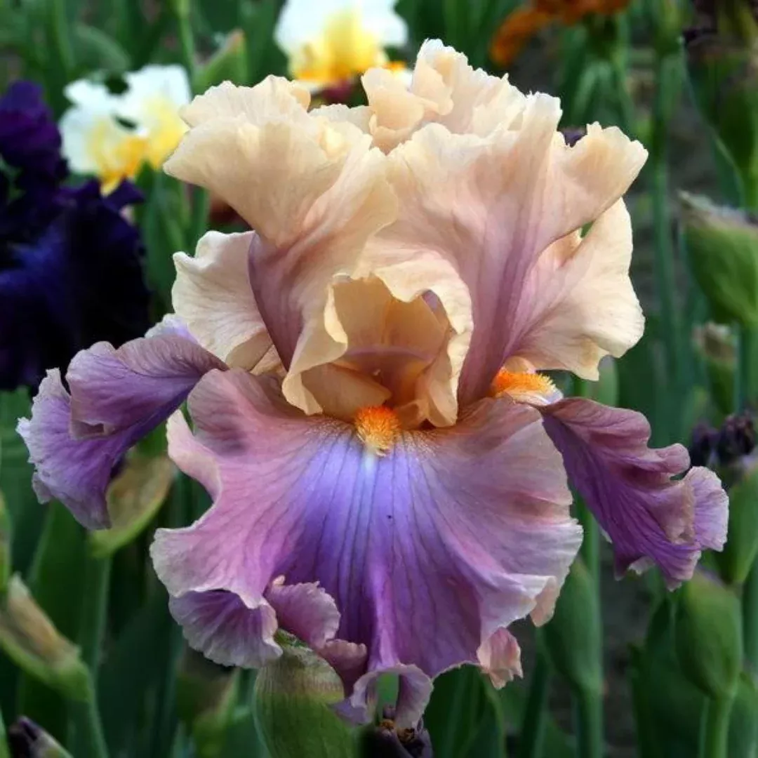 Peach-Pink Standards with Orchid-Violet Falls. Profuse Bloomer.