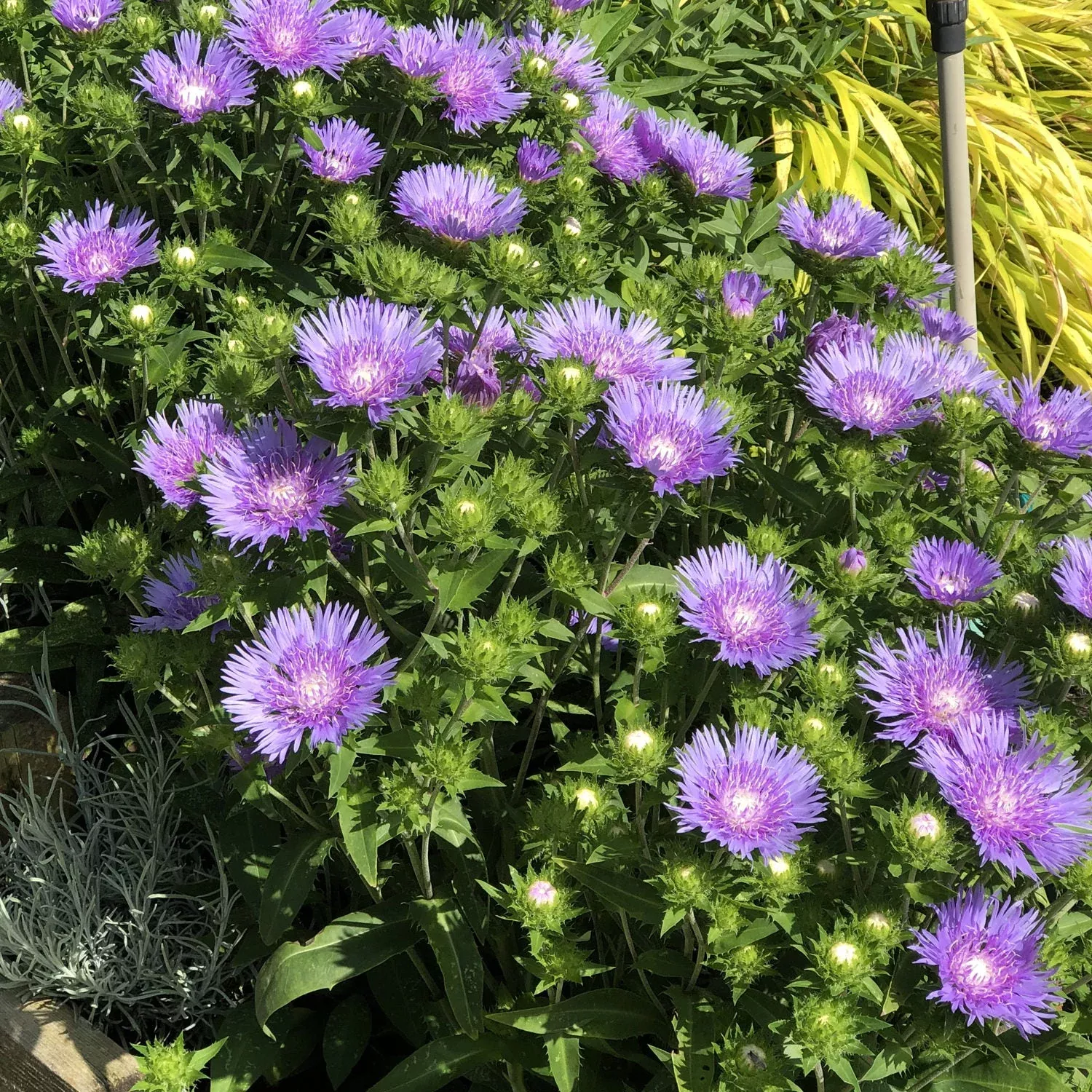 'Peachie's Pick' Stoke's Aster (Stokesia)