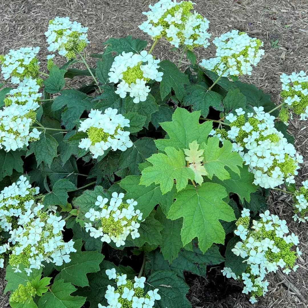 Pee Wee Oakleaf Hydrangea – Dwarf Native wi | Pixies Gardens