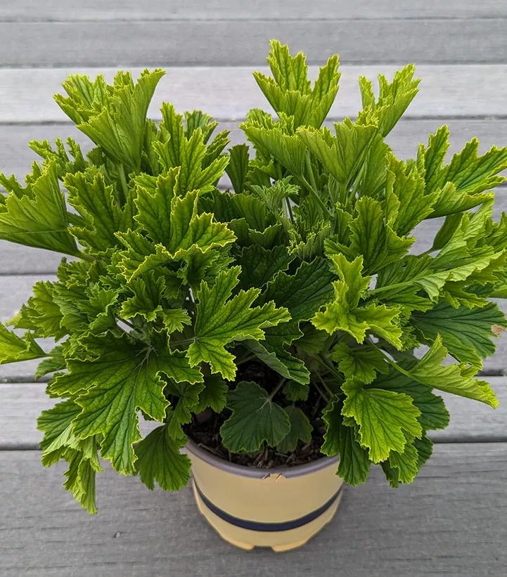 Pelargonium `Orange Fizz`